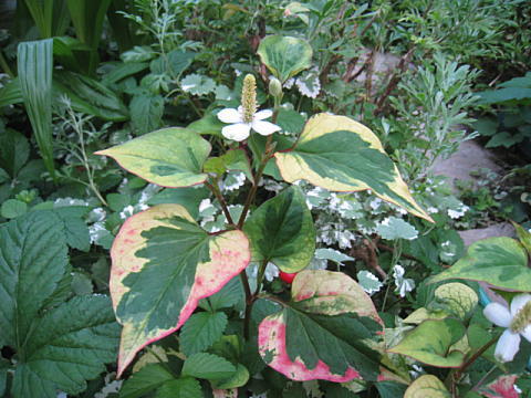 d0046702_6472286.jpg