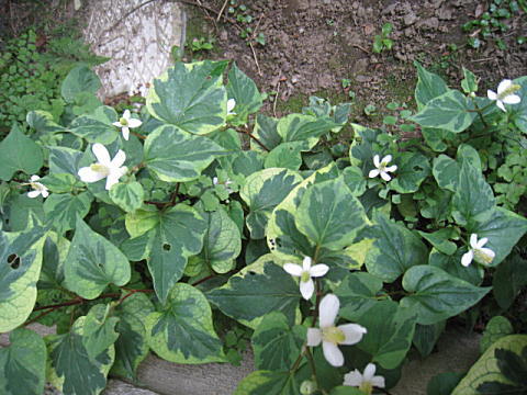 d0046702_6472358.jpg