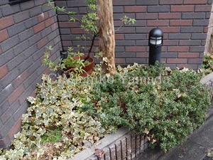 モッコウバラのスクリーン 花の庭づくり庭ぐらしガーデニングキララ