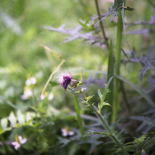 c0171206_614107.jpg