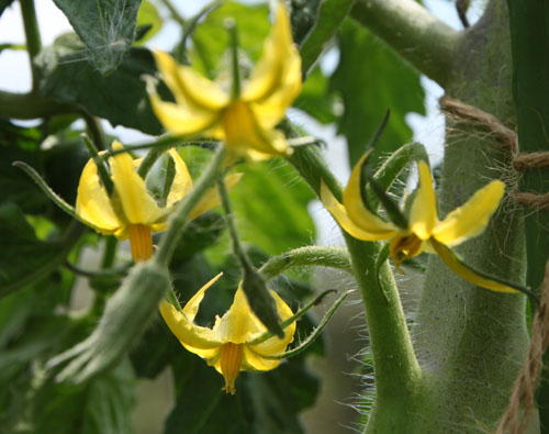 菜園の花々 _e0048413_22572753.jpg