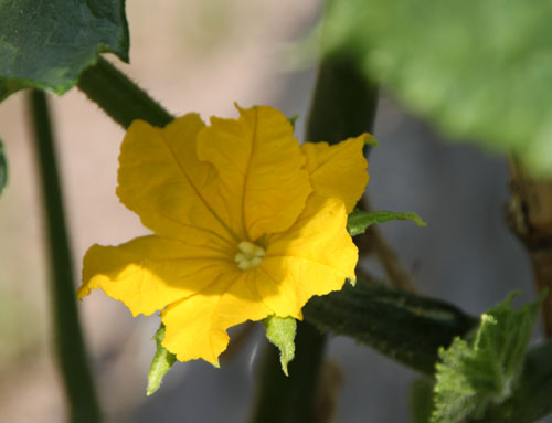 菜園の花々 _e0048413_22575128.jpg