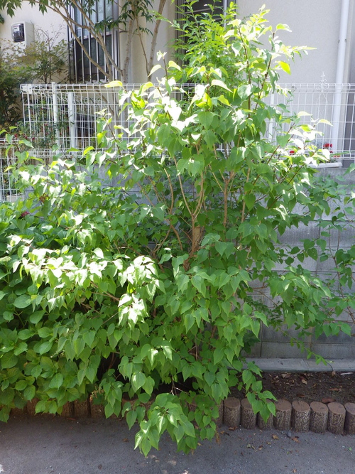 ライラック剪定 植木屋の独り言