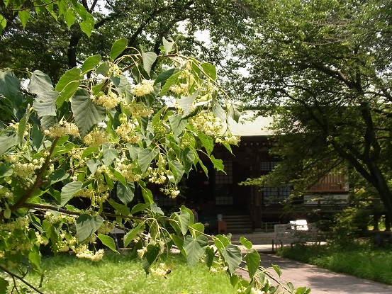 菩提樹の花 Arekore 菩提樹の花 Arekore