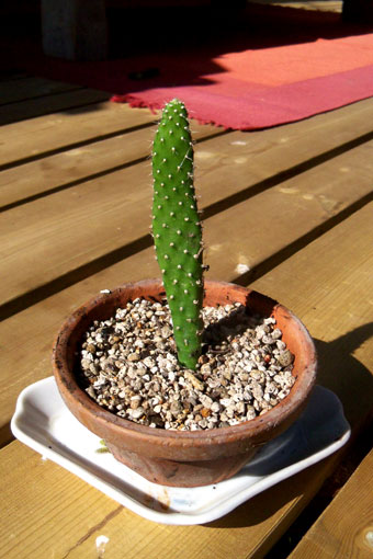 Cactus..._e0015915_1415397.jpg