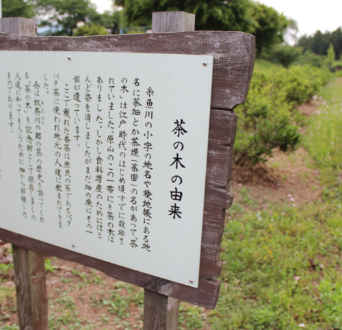 バタバタ茶を求めて Ⅱ_b0220318_13354863.png