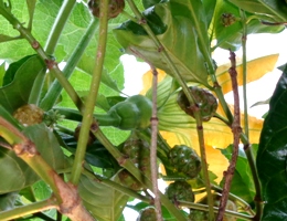 カボチャ農園_a0043520_20234880.jpg