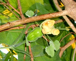 カボチャ農園_a0043520_2024146.jpg