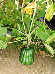 カボチャ農園_a0043520_20243414.jpg