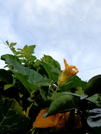 カボチャ農園_a0043520_20263189.jpg