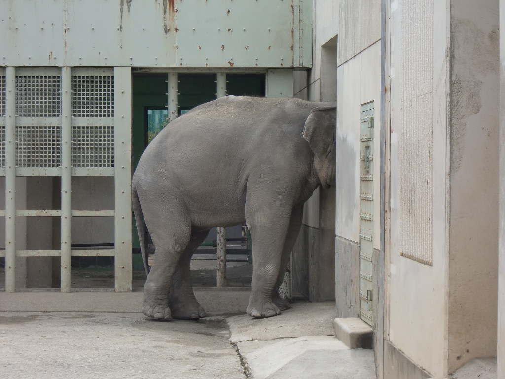 東山動物園　2013年5月　4_d0281322_10262067.jpg