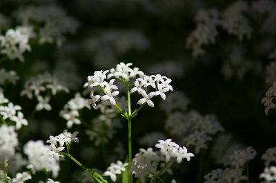 f0170524_18334970.jpg