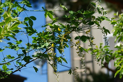 f0170524_18372390.jpg