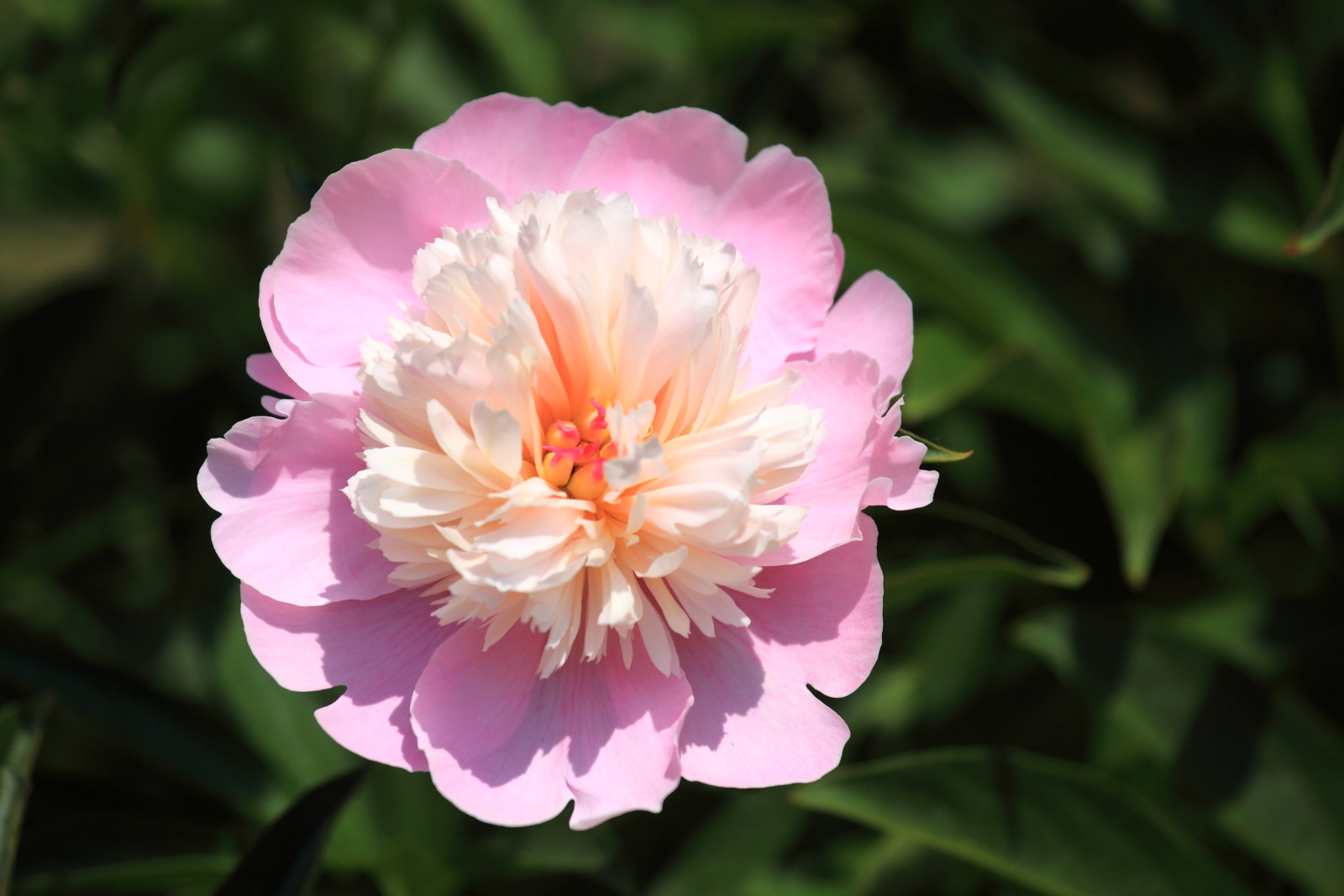 京都府立植物園の芍薬_b0164726_22345988.jpg