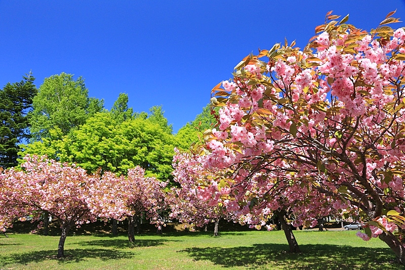 夏桜　13/6/4_a0114629_22194628.jpg