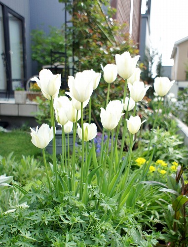 メインガーデンの白い花々_f0205733_145363.jpg