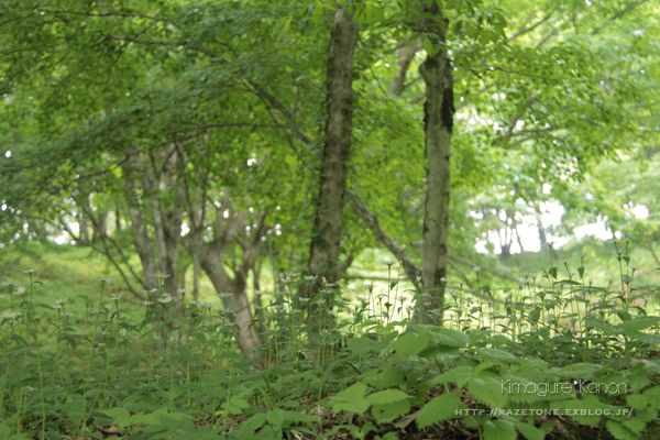 Rainy *Forest **雨の県森さんぽ_b0197639_134161.jpg