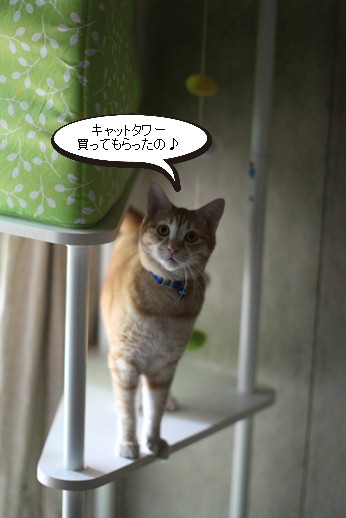 キャットタワーとセンター猫さん_e0151545_21125533.jpg