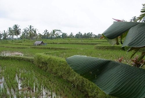 Tanah Cinta Village & Food Garden @  Payangan, Ubud (\'13年4月)_a0074049_047814.jpg