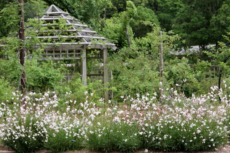 草ぶえの丘バラ園（2013.5）へ・・・　♪_a0258549_23365080.jpg