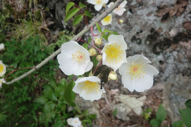 最近見た花など_b0227552_21535181.jpg