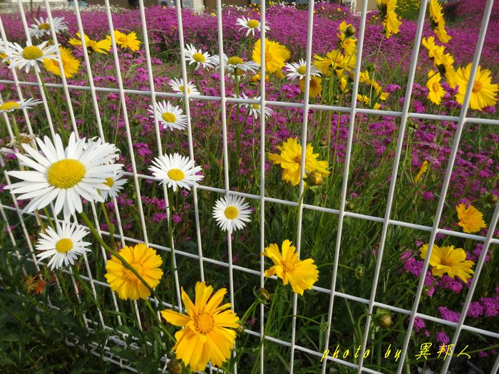 花と香りのある生活・・・（１５７３）_d0274760_955144.jpg