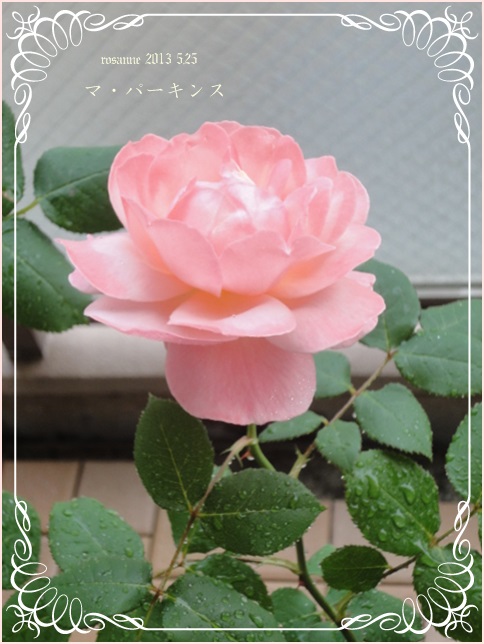 薔薇の季節の１ページ　ＦＬマ・パーキンス♪_f0248470_10584226.jpg