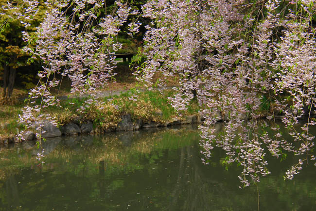 　　　【　中島公園　枝垂桜　】_c0094572_6314584.jpg