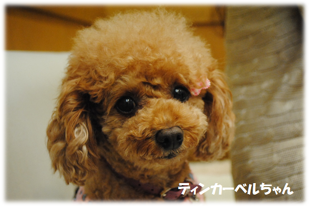 b0242873_1304528.png
