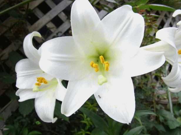白百合の花 四季折々 3
