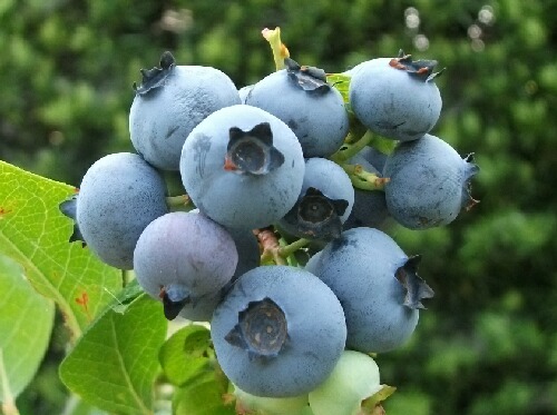 絶対失敗しないブルーベリーの摘み方 ブルーベリーの育て方 栽培 ブルーベリー ノート Blueberrynote