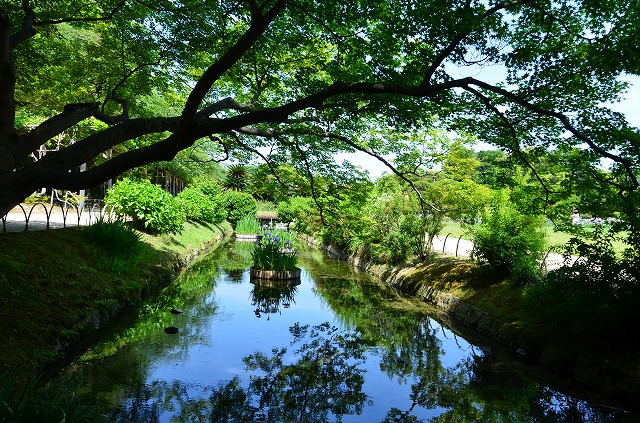 2013年6月4日　【紫陽花＆花菖蒲＆梅の実】_a0185880_1471393.jpg