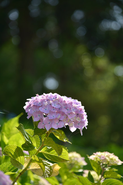 賀茂しょうぶ園（豊橋市）_a0250584_23464976.jpg