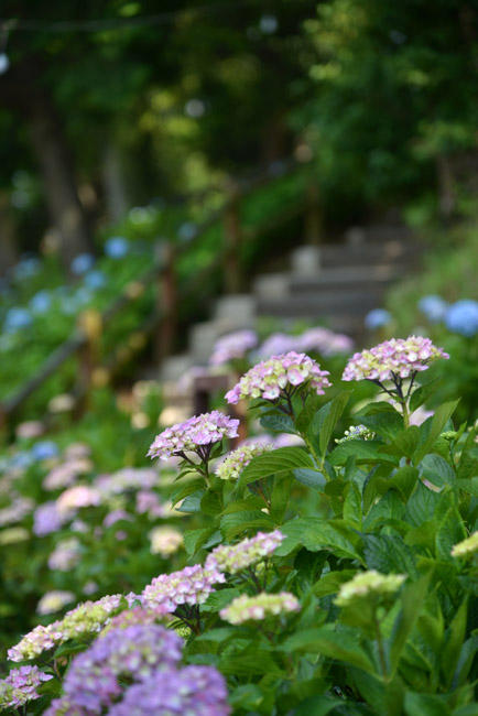 賀茂しょうぶ園（豊橋市）_a0250584_23471138.jpg