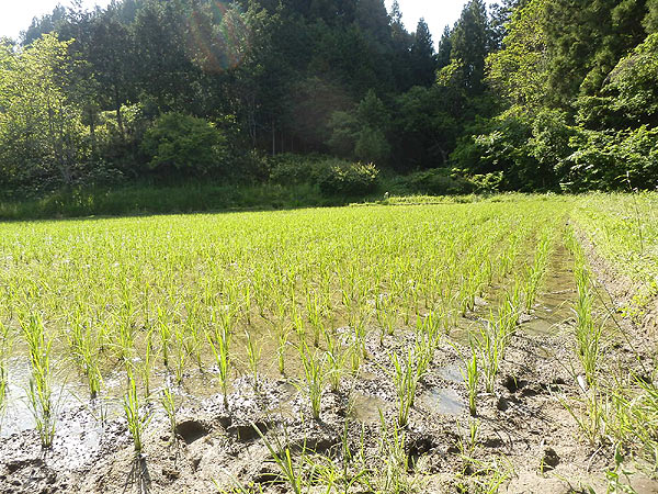 6月3日の田んぼ(月光原小・西根小)_d0247484_13141366.jpg