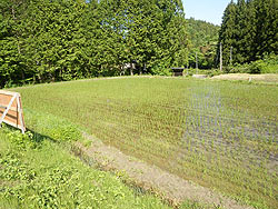 6月3日の田んぼ(月光原小・西根小)_d0247484_13271644.jpg