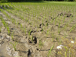 6月3日の田んぼ(月光原小・西根小)_d0247484_13372418.jpg
