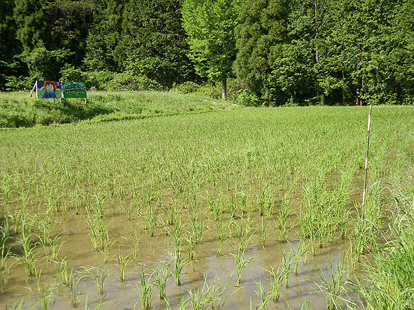 6月3日の田んぼ(月光原小・西根小)_d0247484_1384387.jpg
