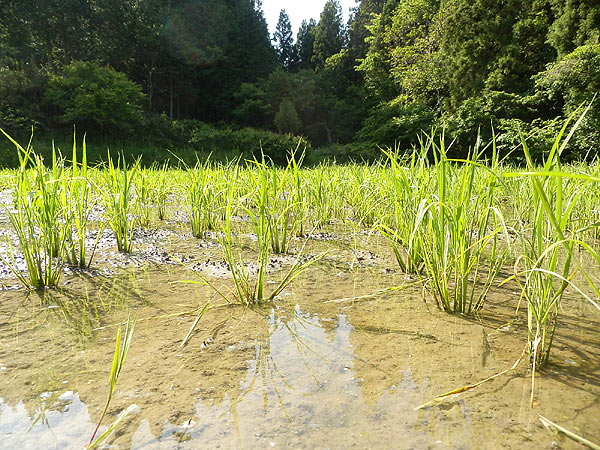 6月3日の田んぼ(月光原小・西根小)_d0247484_138937.jpg
