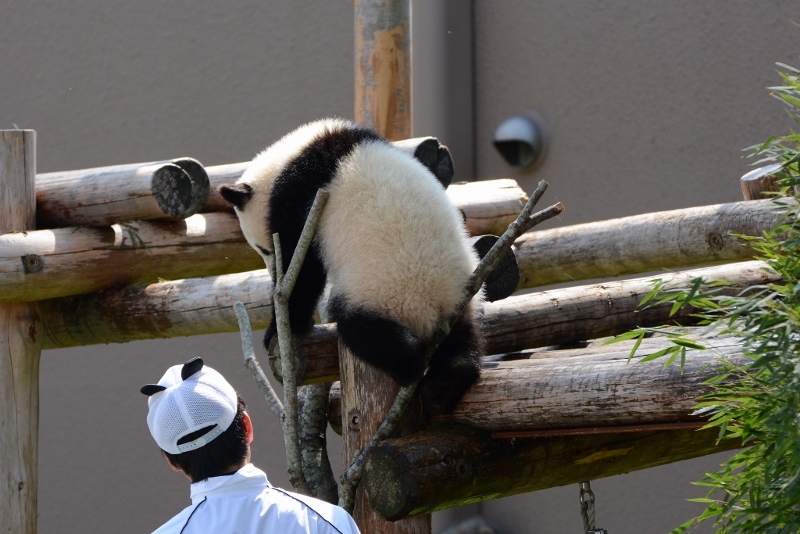 ２０１３年５月白浜パンダ見隊その５　優ちゃん朝のレクチャータイム１_a0052986_9344697.jpg