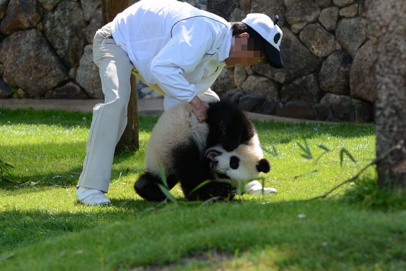 ２０１３年５月白浜パンダ見隊その５　優ちゃん朝のレクチャータイム１_a0052986_947576.jpg