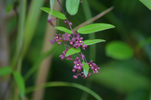 トキワカモメヅル（常盤鴎蔓）_e0028387_21413479.jpg