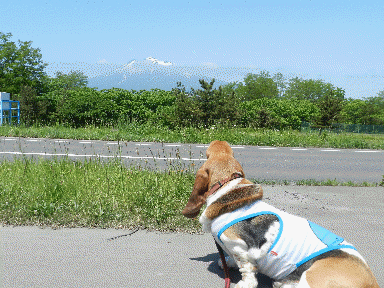 f0205887_19415481.gif