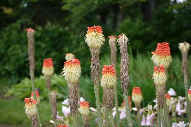 神代植物園②_a0127090_212694.jpg