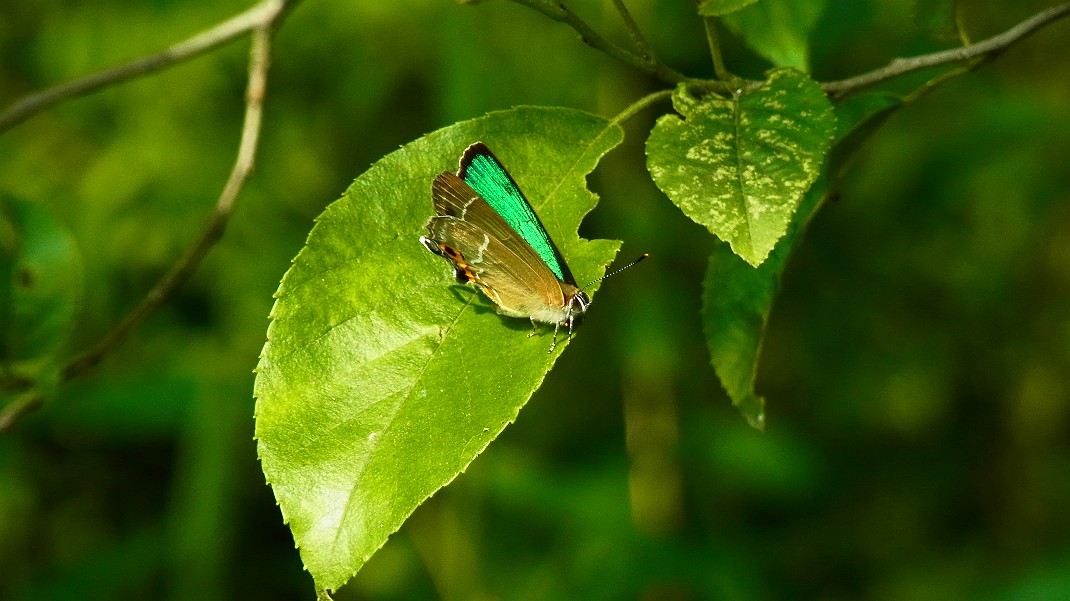 a0152692_1743076.jpg