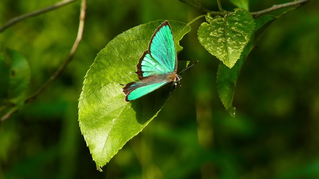 a0152692_17435184.jpg