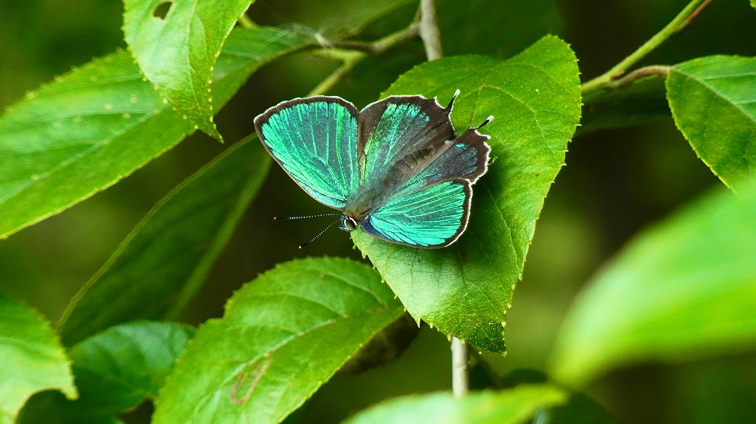 a0152692_17454720.jpg