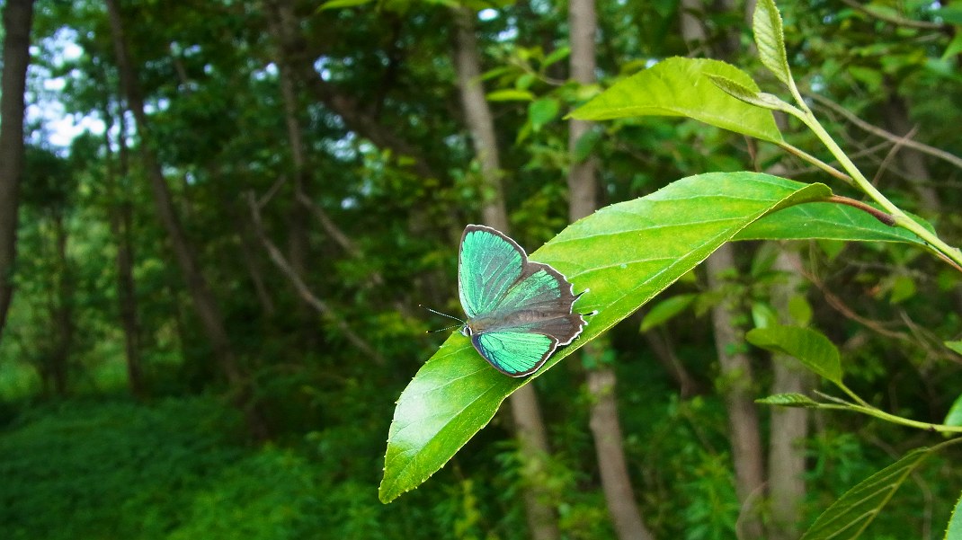 a0152692_17462348.jpg