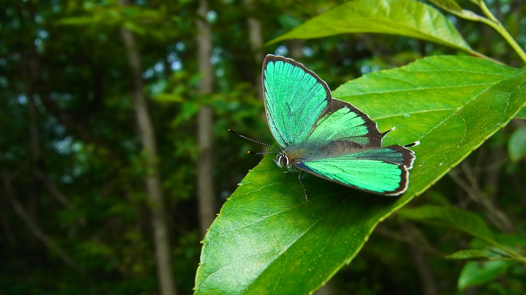 a0152692_1747921.jpg