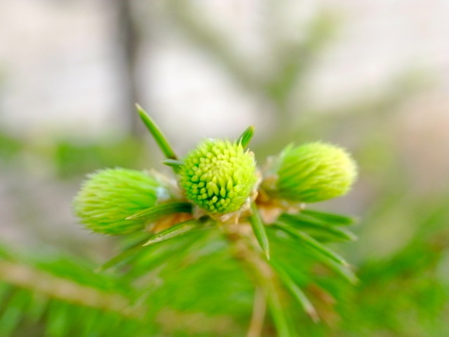 甘い香りの風が吹き始めた_e0250594_11324224.jpg